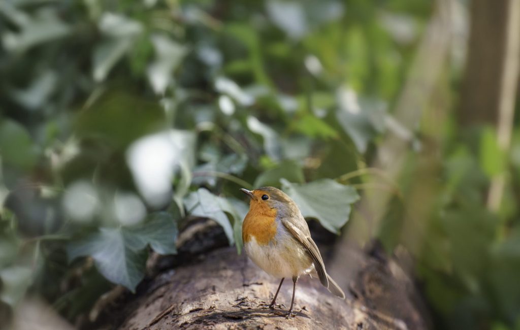 A selective focus shot of an adorable robin bird standing on the tree with green dense leaves